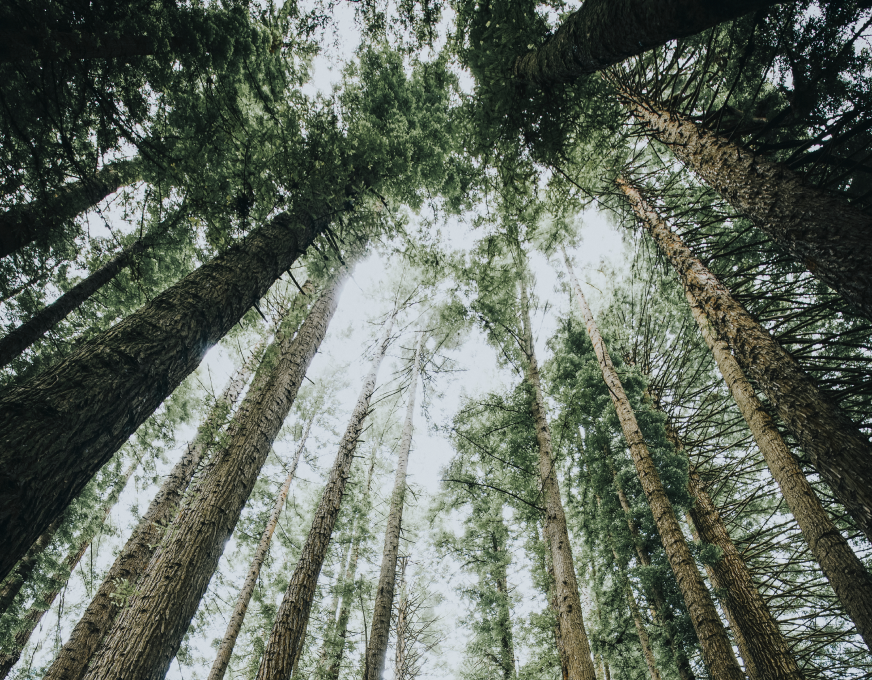 Looking up through tall forest trees