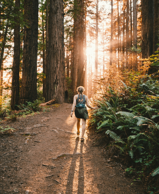 Walking a sunlit forest trail