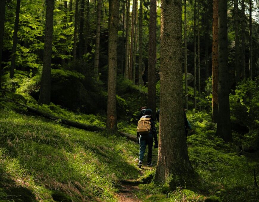 Walking among tall forest trees