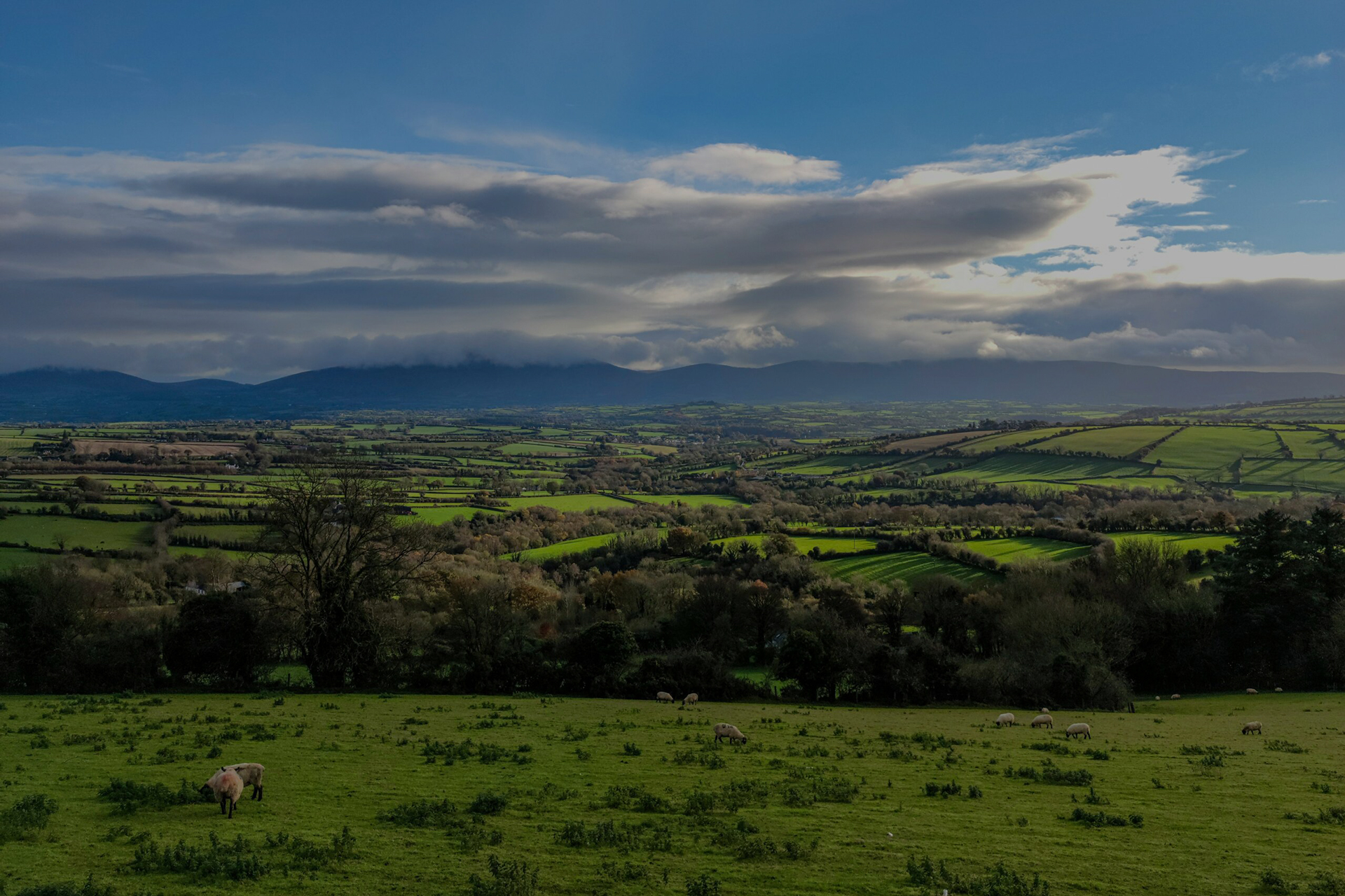 A green Irish valley with grazing livestock