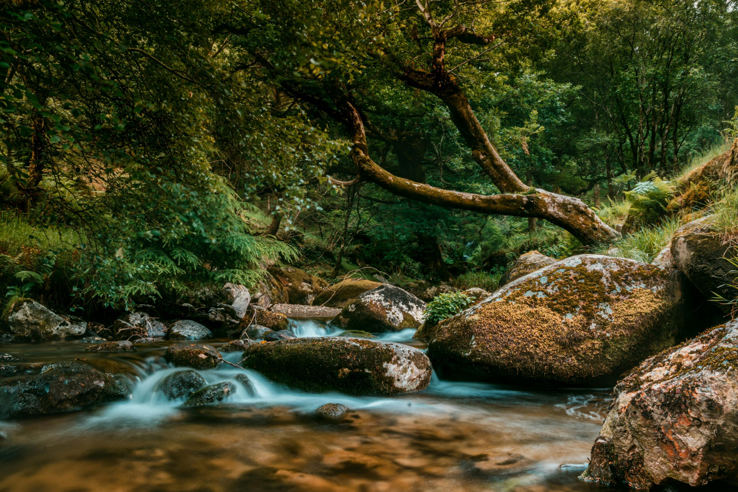 A stream running through Irish woodland